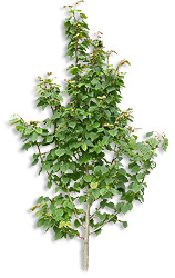Thousands of Landscaping Plants