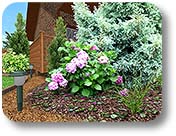 Photo-Realistic Plants